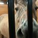 Sigbjorn the horse is painted in tiger stripes for the Peplau Therapeutic Riding Center's Halloween Trick-or-Treat horse ride. (Tanya Moutzalias for AnnArbor.com)